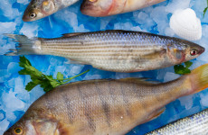 В Ульяновской области стали производить на 56% больше рыбы