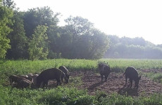 Семейство кабанов отобедало около фотоловушки