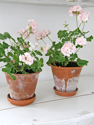 Älskar Pelargoner