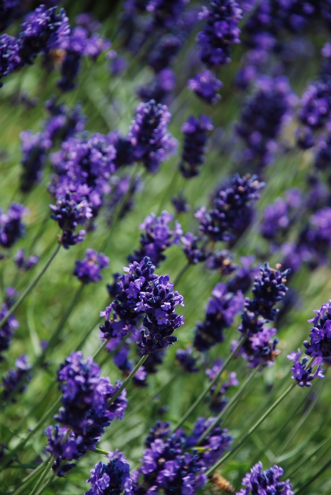 Lavendel sommardoft