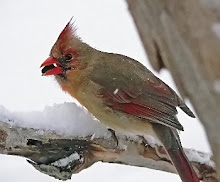 Cardinal female