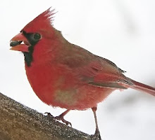 Cardinal male