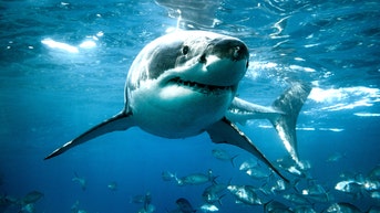 US state named shark attack capital of the world after 16 recorded incidents last year