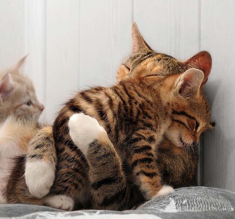 Kitten Hugging Techniques 15    