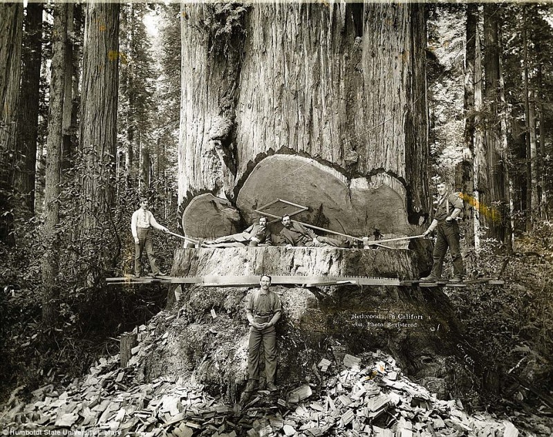 Lumberjacks From California 1 800x632 