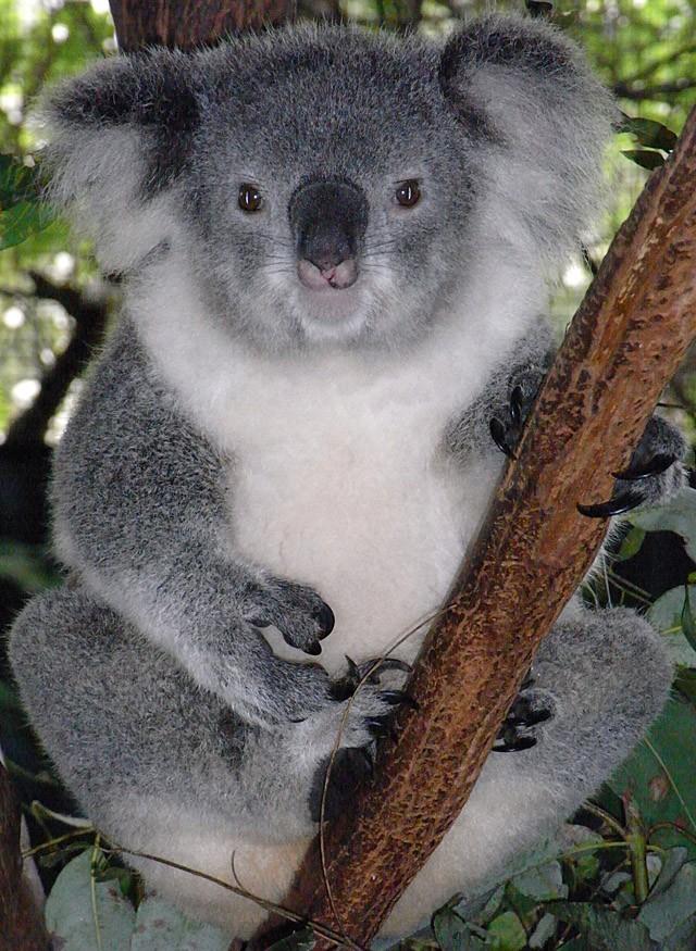 Koala03     