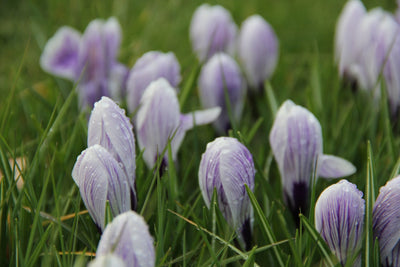 Krokus | Blomsterverden