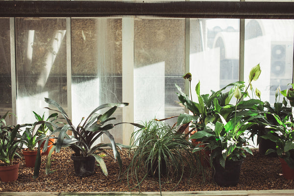 The Barbican Conservatory