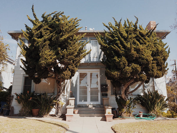 Venice Trees