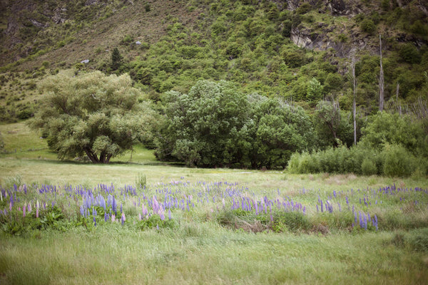 Alpine Allotments