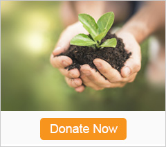 Image of hands with a seedling in them and the words Donate Now below them.