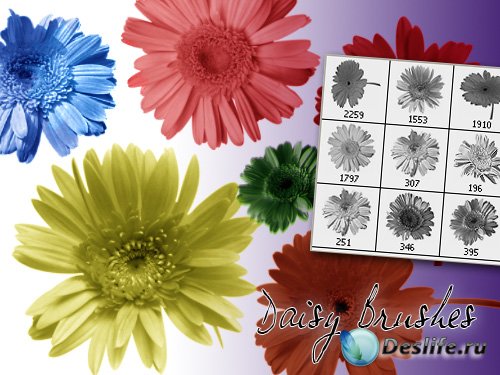 Daisy Photoshop Brushes -  