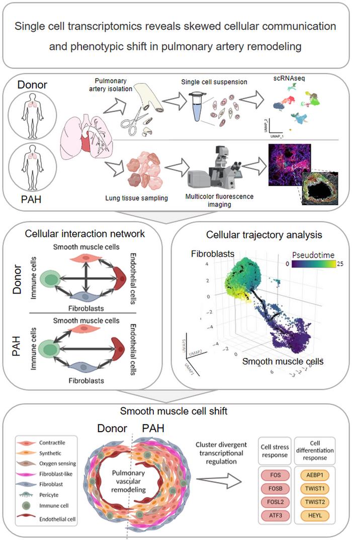 graphical abstract