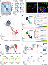 Human pulmonary artery possesses a specific smooth muscle cell–fibroblast i