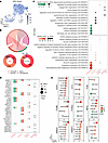 Smooth muscle cells feature cluster-distinct regulation of gene expression