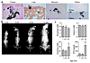 Calcification of Ahsg-deficient DBA/2 mice precedes kidney failure. (a) Pla