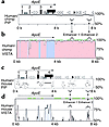 Human/chimpanzee and human/mouse ApoE genomic-sequence comparisons. (a) Pip