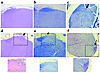 H&E and LFB stains of sections of the brainstem and spinal cords from CD28–