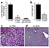 Correction of fatty liver with central leptin treatment. (a) Liver triglyce