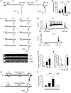 PIC induces inward current and action potentials in dissociated DRG neurons