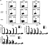 Characterization of IL-17A–producing cells in the lung, gut, and spleen of