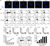 HBsAg staining in FACS-sorted APC populations.