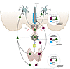 Illustration depicting the fundamentals of the hypothalamic-pi