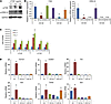 Signaling study in CTGF-treated CD146+ tendon cells.