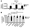 Loss of p53 rescues SMC loss with Foxe3 deficiency through Cdkn1a.