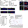 CF does not have major changes in airway mucin or ASL glycan composition.