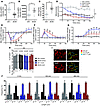 Mitochondrial physiology is altered in SCs of db/db diabetic mice.