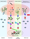 A graphical summary of the mitochondrial molecular mechanism of SC demyelin