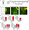 Infusion of AAV2M1shRNA in mPFC of Gad1-Cre mice blocked the antidepressant