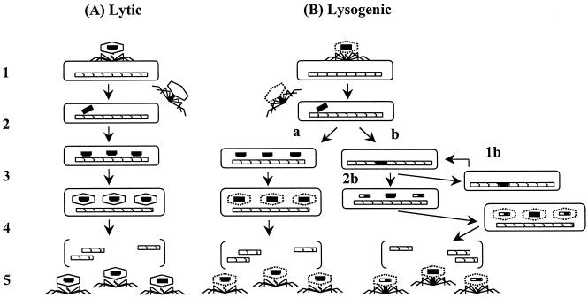 An external file that holds a picture, illustration, etc.
Object name is ac0310583002.jpg