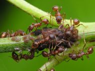 Дивовижний лайфхак з&nbsp;іржавим цвяхом для дачників: зробіть так, і&nbsp;мурахи покинуть вашу дачу назавжди (відео)