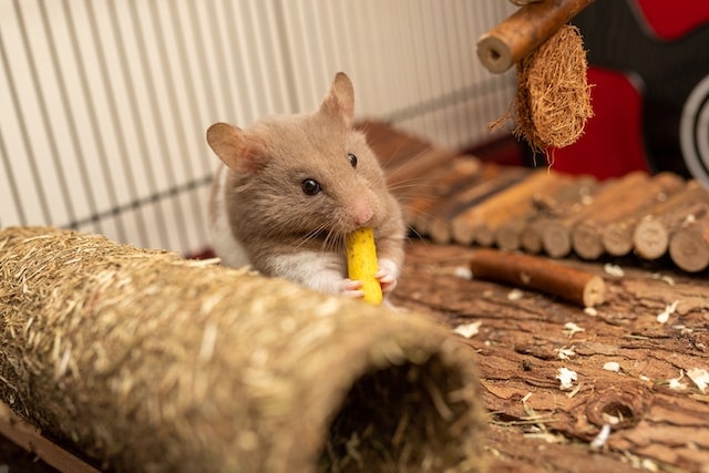 Rabatte auf Hamsterkäfige bei Fressnapf