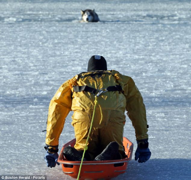 Help is on its way: Firefighter Sean Coyle uses a basket to slide out to Sylvie, a 13 year old Husky