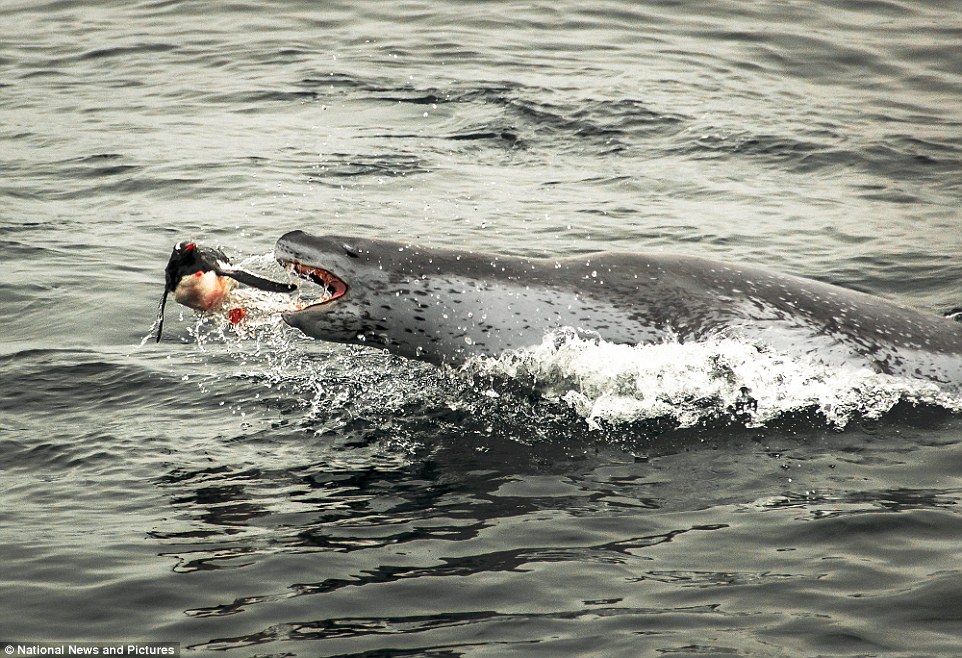 '     ":    Sealion        , 26,     , .  '  ,       ,'  .       ,      ,       ,         '