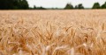 Prognoza cen zbóż i rzepaku w nowym sezonie
