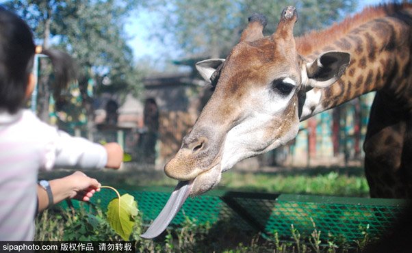 Beijing Zoo