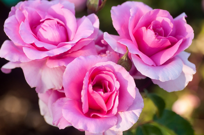 4920201_Rose__trio__buds__petals_2048x1360 (700x464, 220Kb)