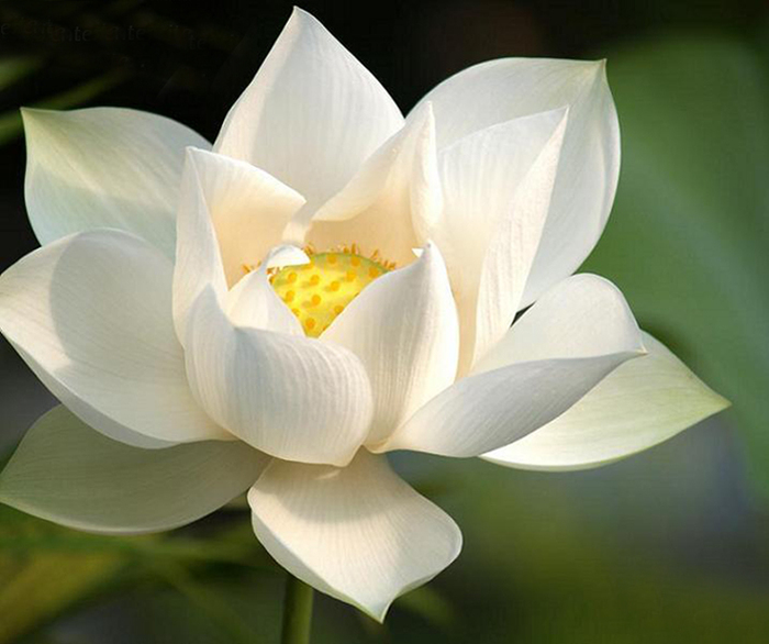 3713712_white_lotus_m2a_enl (700x586, 211Kb)