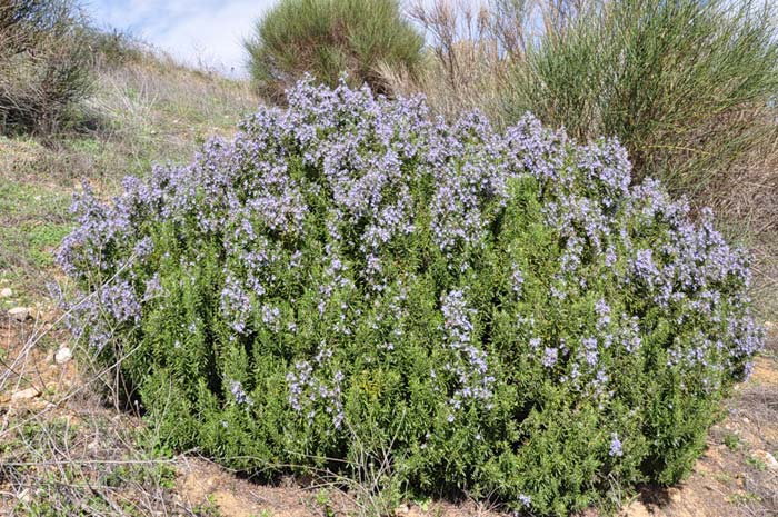 Rosmarinus-officinalis (700x465, 111Kb)