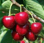 cherry (150x147, 30Kb)