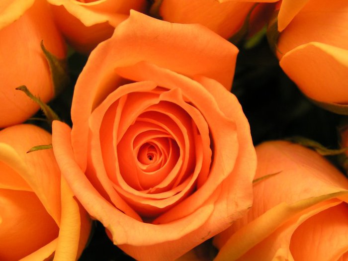 1296929282_orange-rose (700x525, 50Kb)