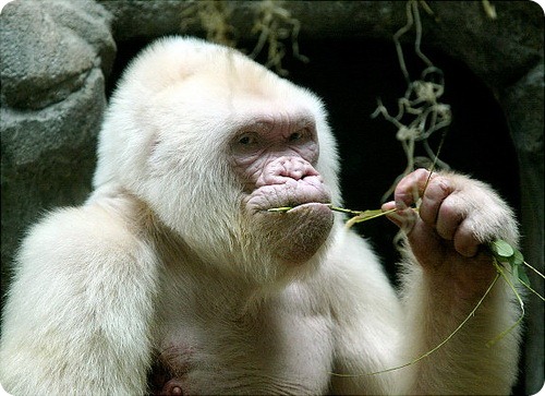 gal_albino_gorilla (500x363, 70Kb)