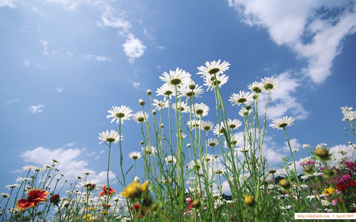 3640123_1440x900_Blue_Sky_Flowers_HM046_350A (700x437, 79Kb)