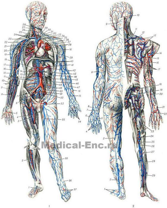 blood_vessels_diagram (562x700, 86Kb)