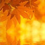  1269528122_autumn_leaves-big3 (601x605, 256Kb)