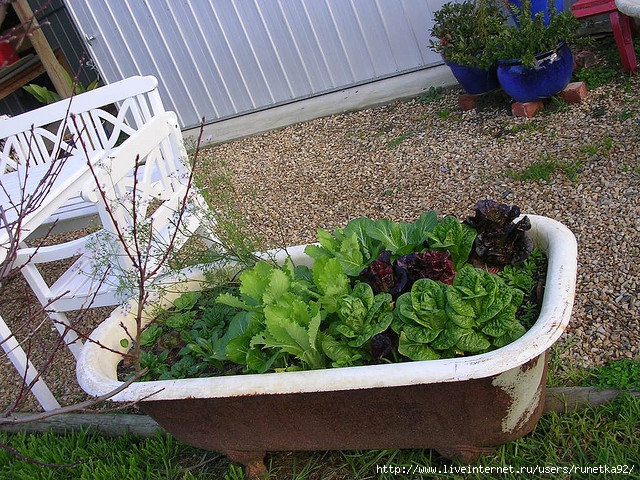 Bathtub-plants (640x480, 375Kb)